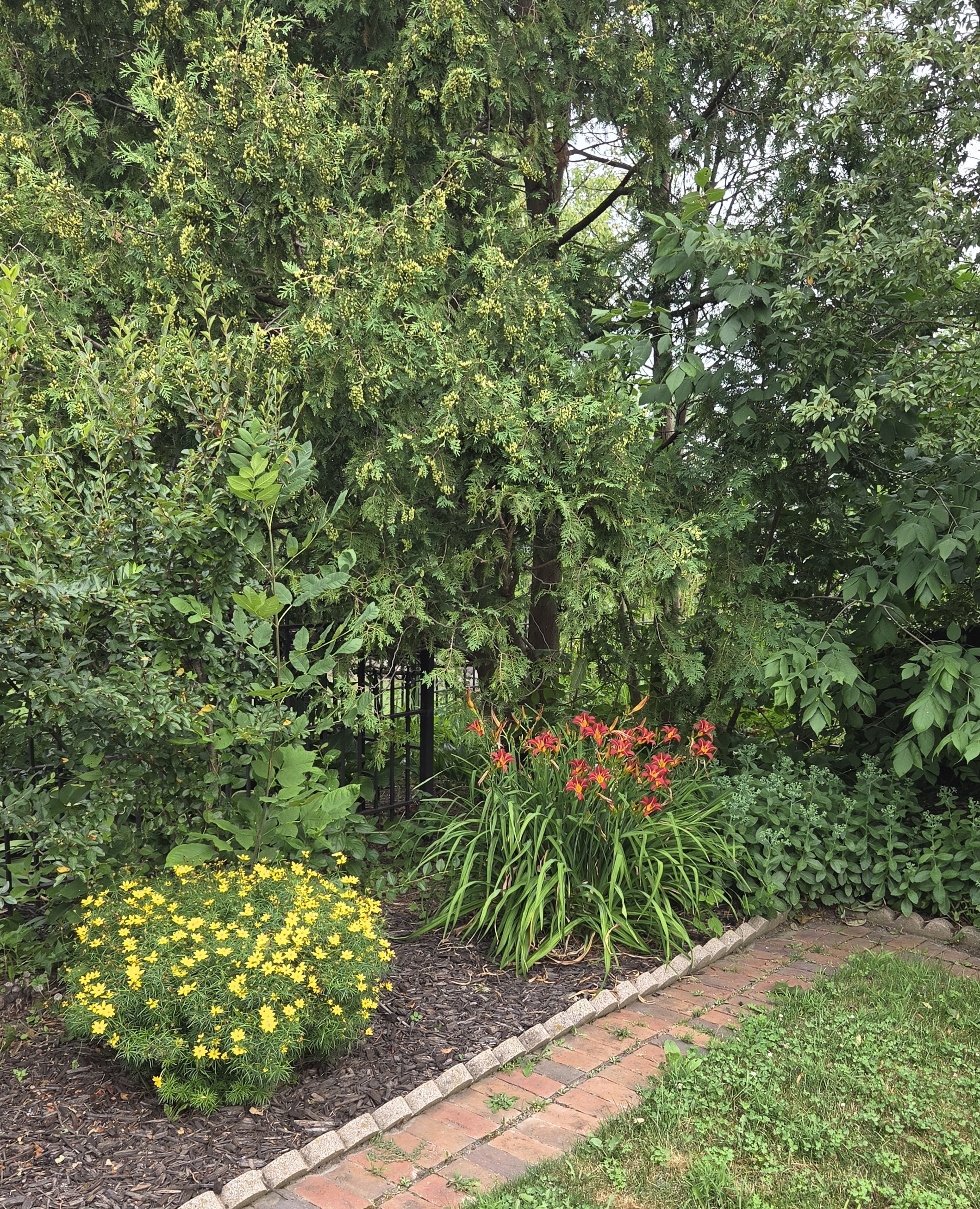 Brick-edged courtyard bed with coreopsis and daylilies
