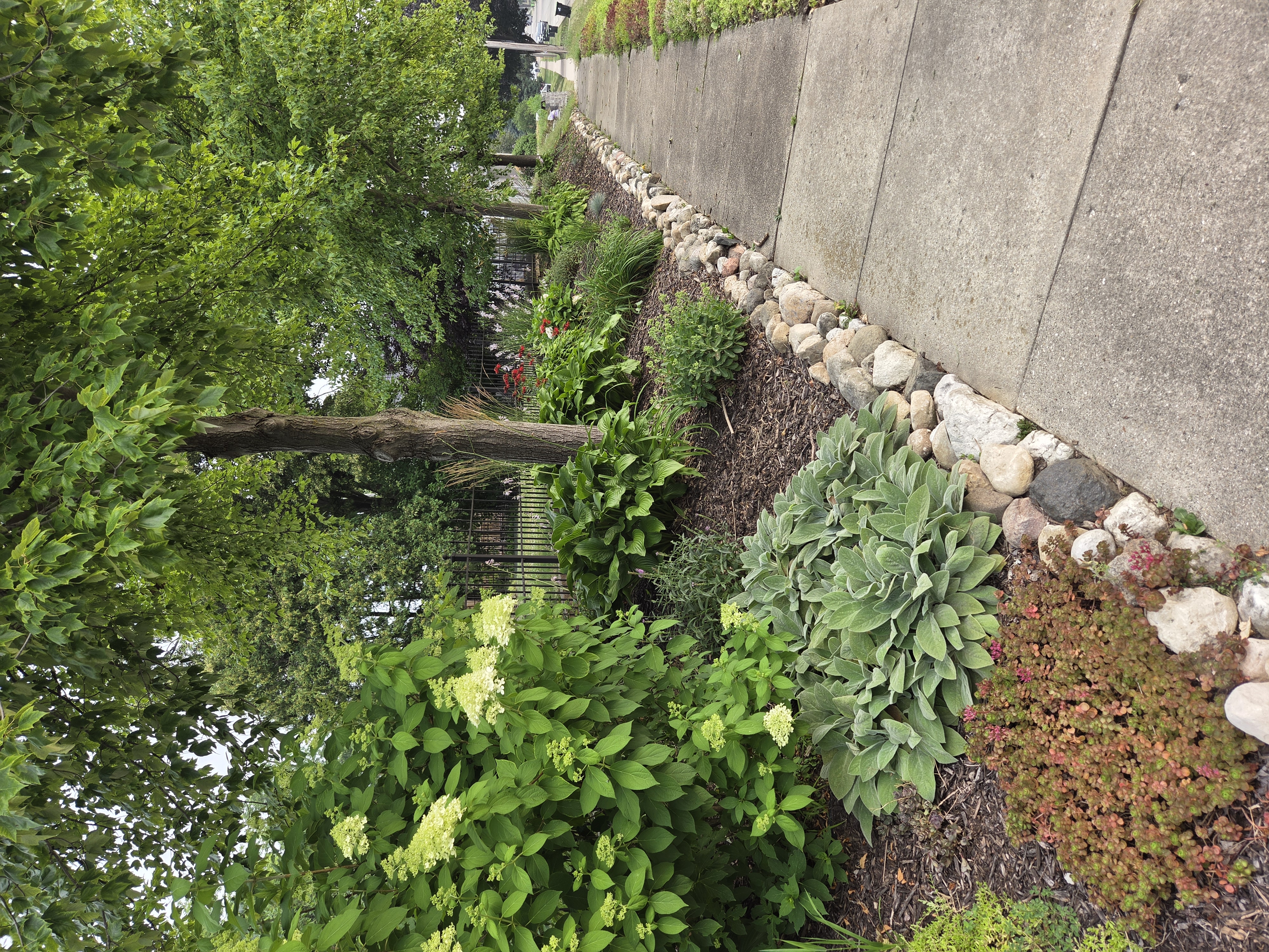 Fieldstone-edged sidewalk garden with ornamental grass and sedum