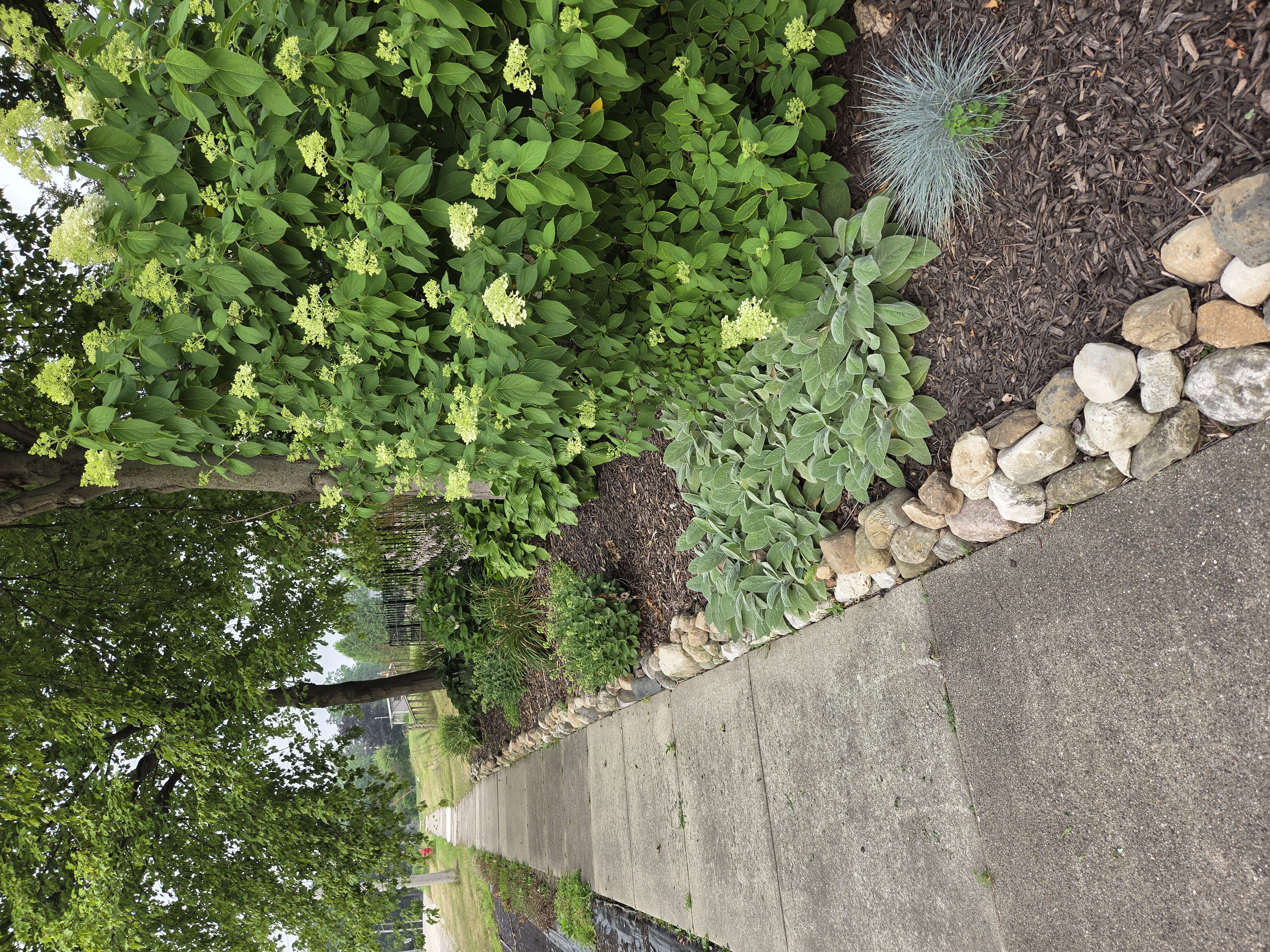 Sidewalk garden bed with daylilies, hostas, and hydrangeas