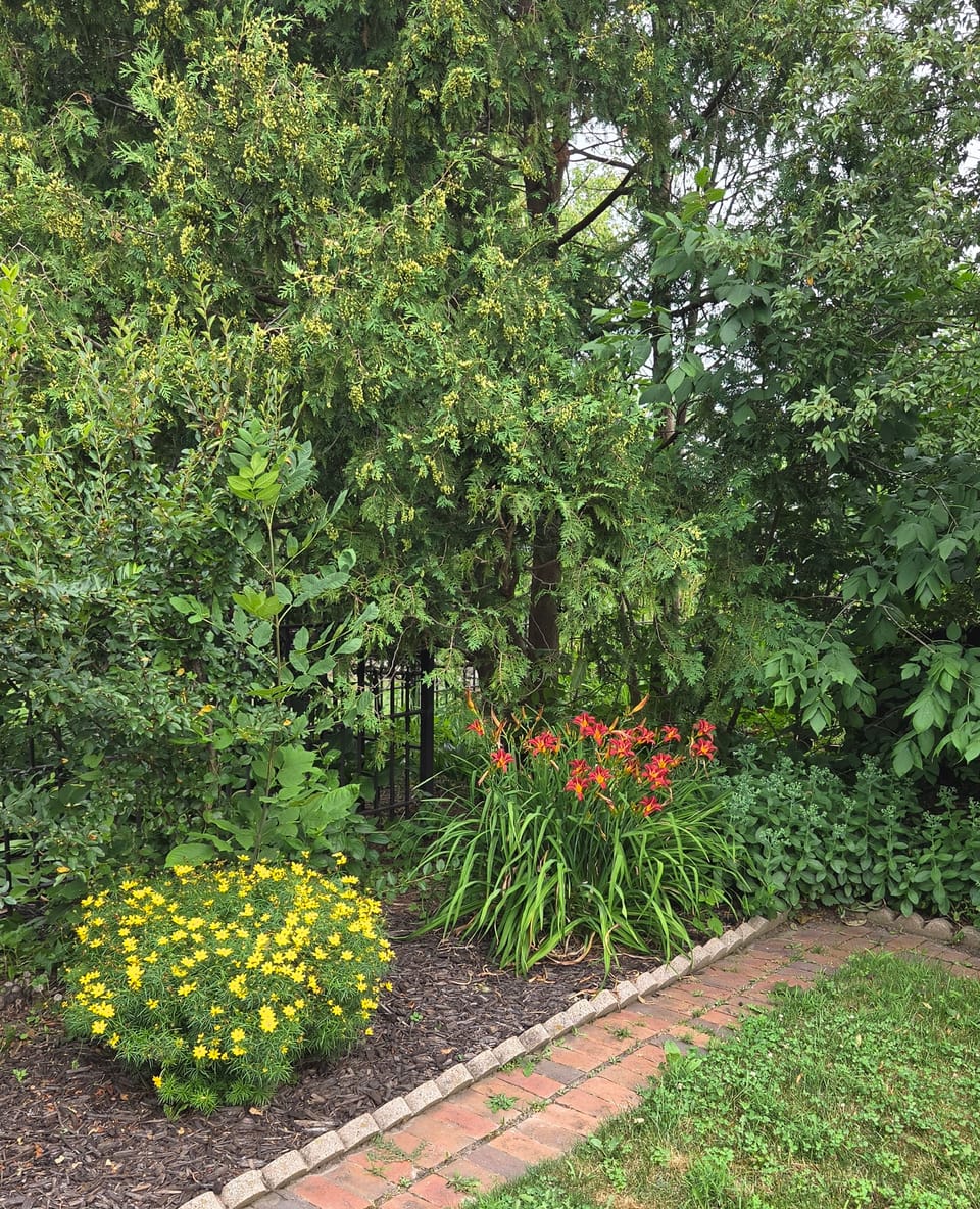 Brick-edged courtyard bed with coreopsis and daylilies