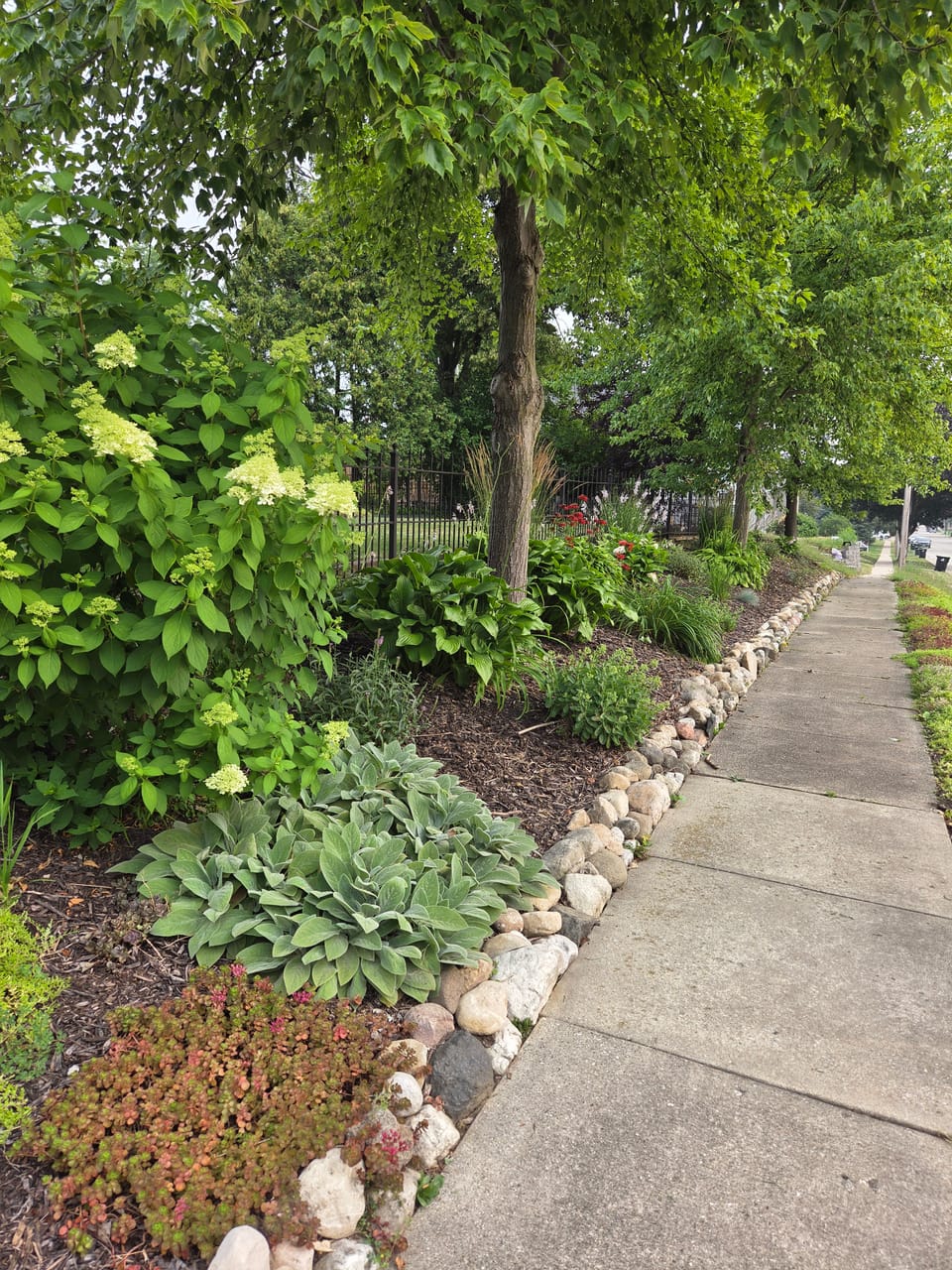 Fieldstone-edged sidewalk garden with ornamental grass and sedum