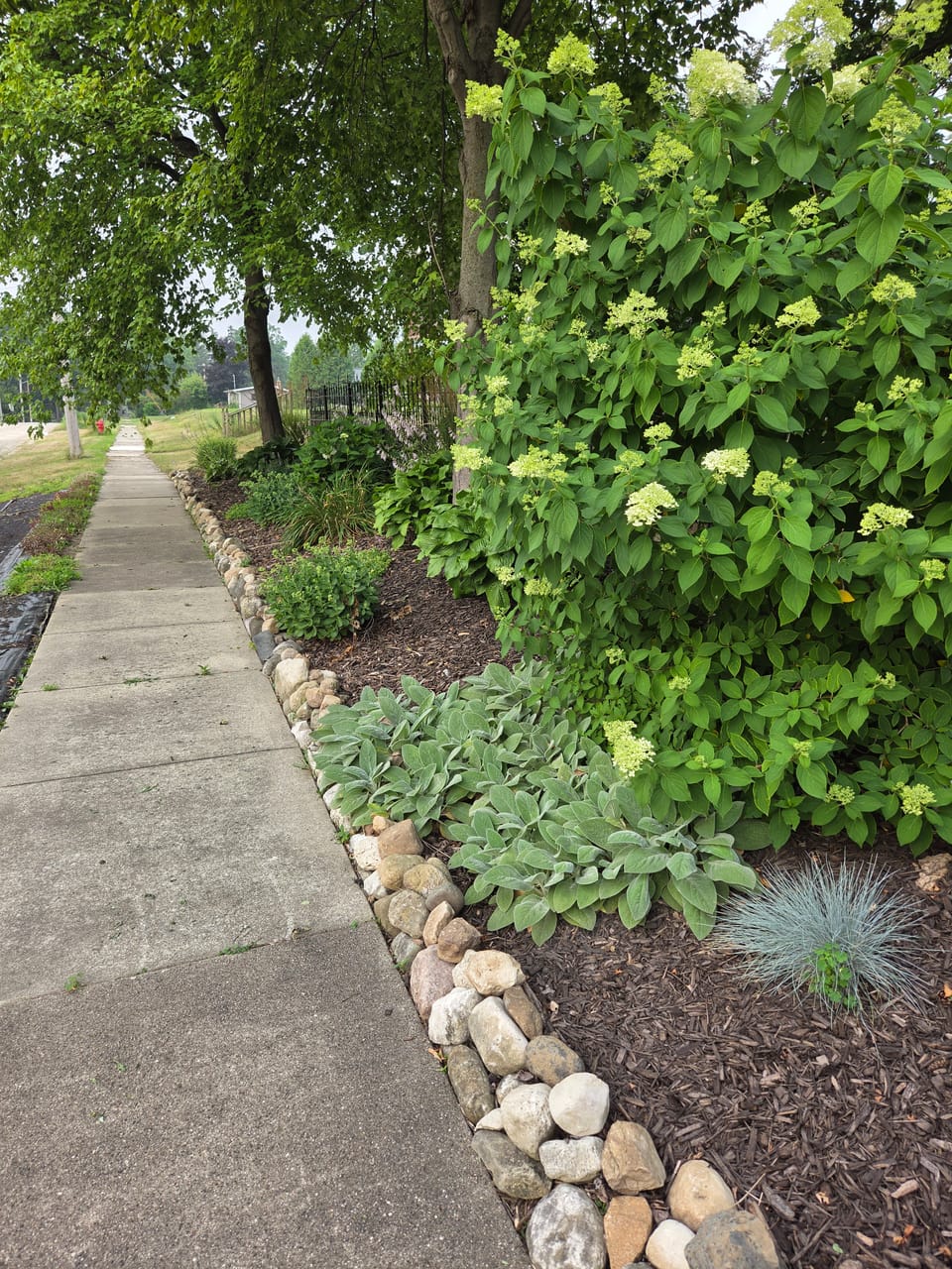 Sidewalk garden bed with daylilies, hostas, and hydrangeas